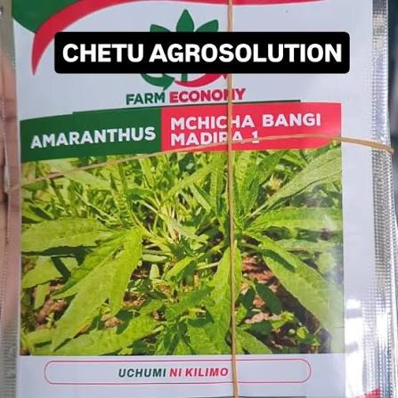 MCHICHA BANGI MADIRA1(FEC)- 25gm