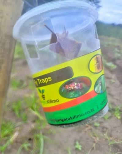 Fruit Fly Trap