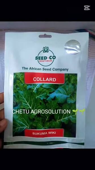 SUKUMA WIKI/COLLARD(SEED CO)- 25gm