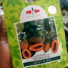 SINTA - 250seeds