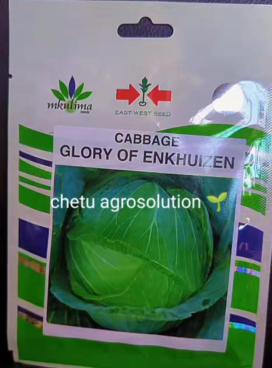 GLORY ENKHUIZEN(EWS) -25g